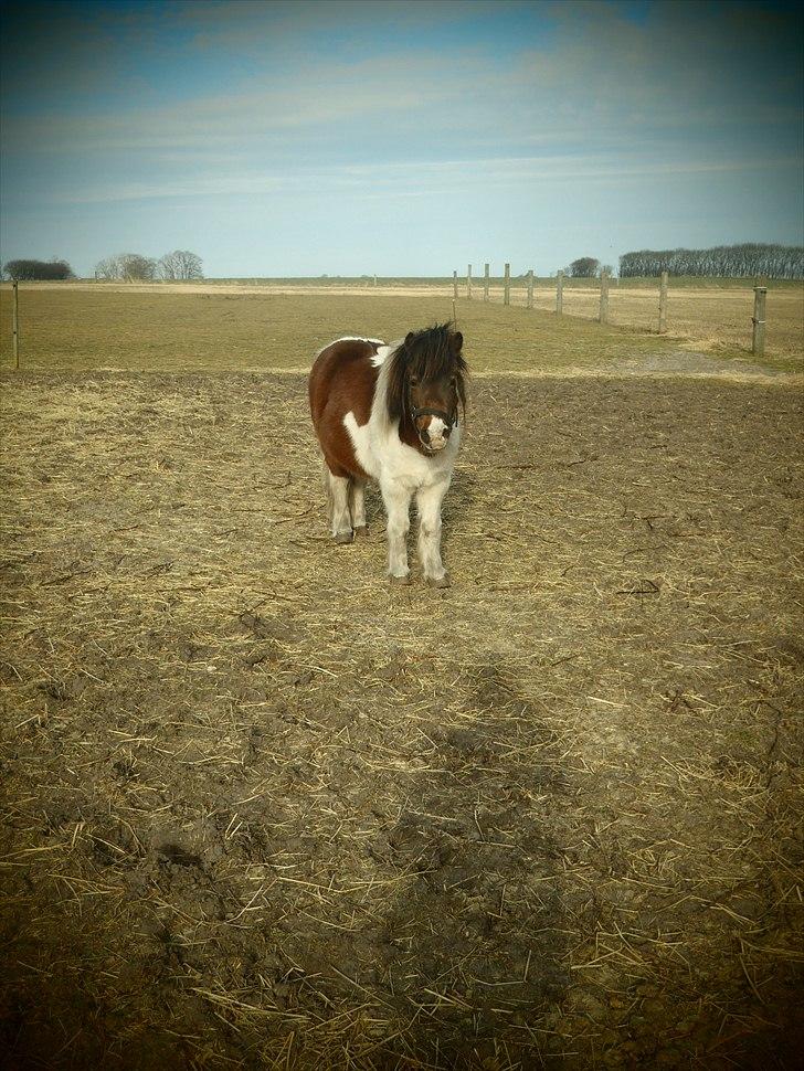 Shetlænder Bertram - hej da. :-) billede 13