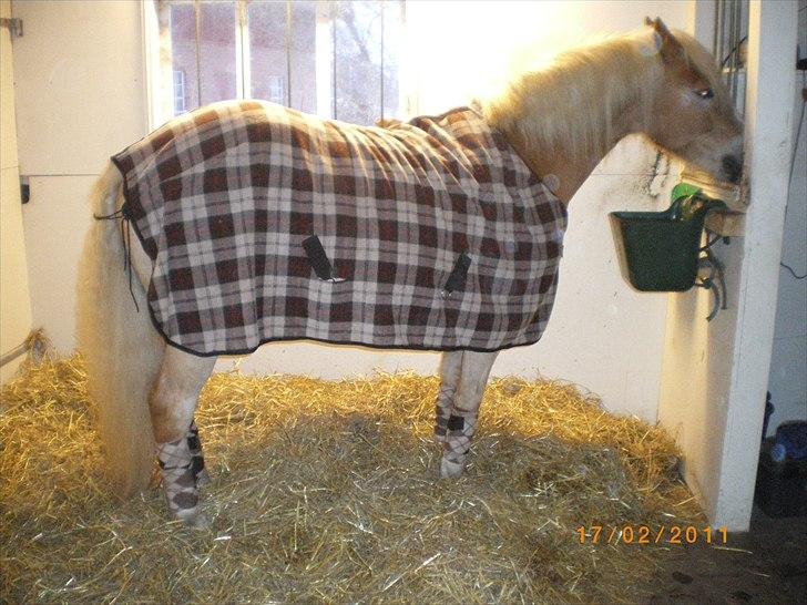 Haflinger Ferrari Bakkely - jeg har fået min ynglings farve på  billede 9