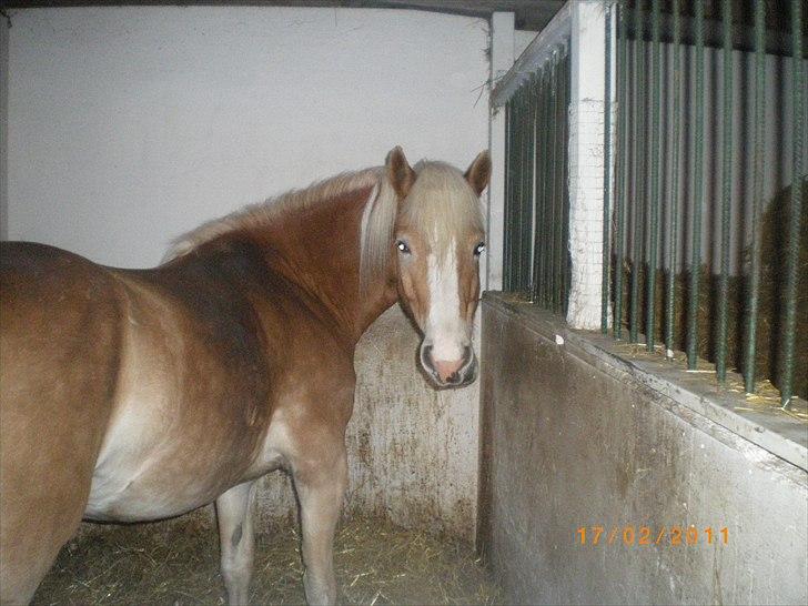 Haflinger Liane Wican - smil til kamera Liane ; ) billede 9