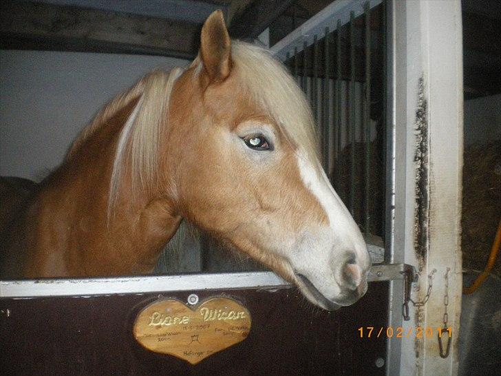 Haflinger Liane Wican - er jeg ikke smuk ;) billede 10