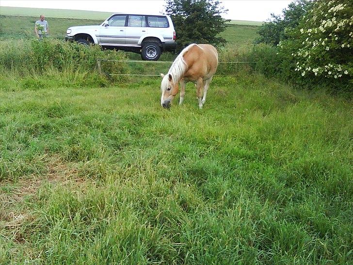 Haflinger Max billede 1