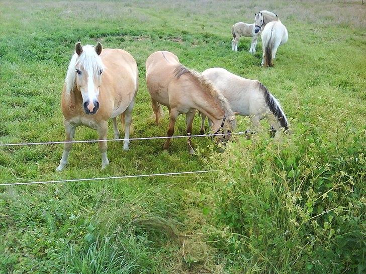Haflinger Max billede 2