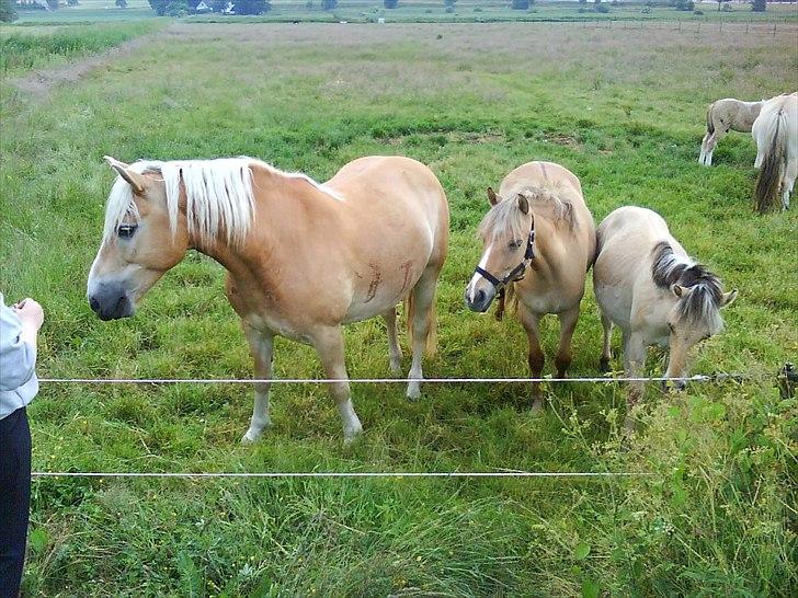 Haflinger Max billede 3