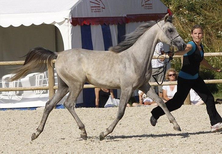 Arabisk fuldblod (OX) DY Faheema - Foto: Jani P billede 9