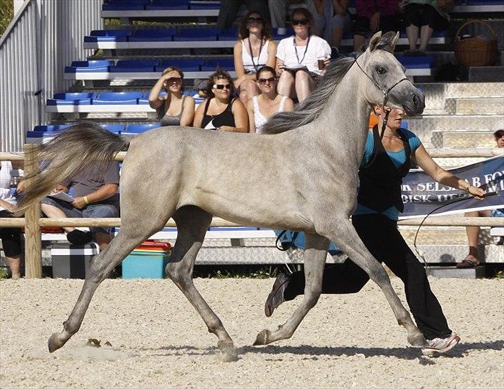Arabisk fuldblod (OX) DY Faheema - Foto: Jani P billede 10