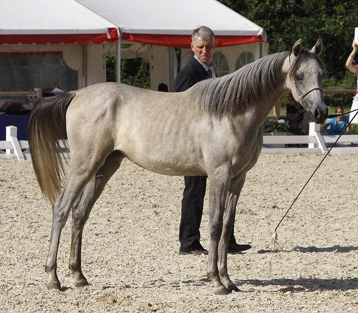 Arabisk fuldblod (OX) DY Faheema - Foto: Jani P billede 11