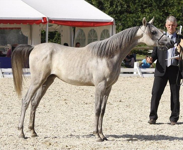 Arabisk fuldblod (OX) DY Faheema - Foto: Jani P billede 12