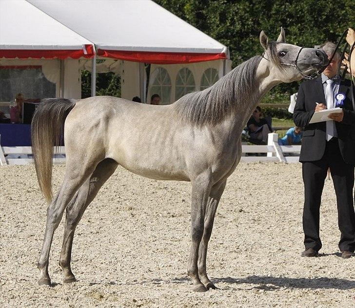 Arabisk fuldblod (OX) DY Faheema - Foto: Jani P billede 13