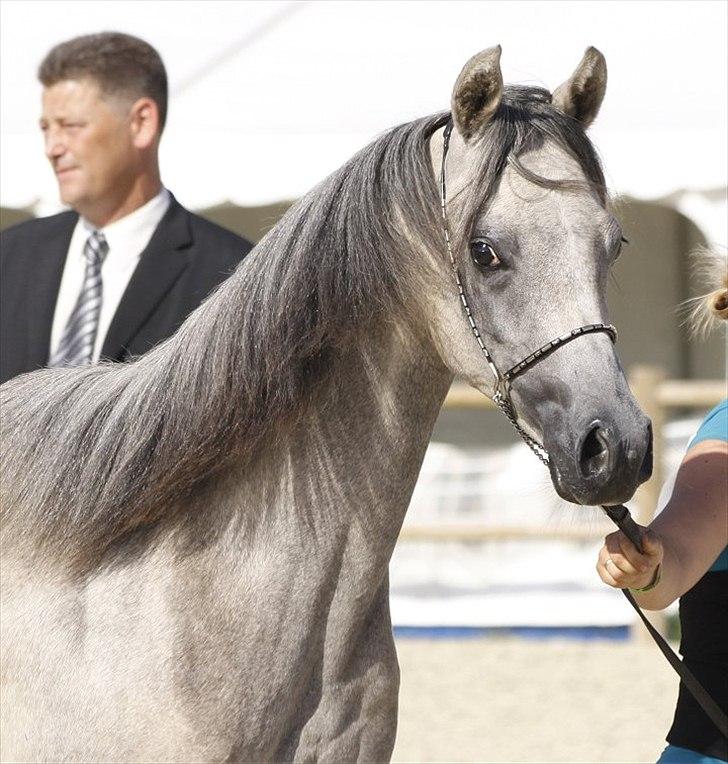 Arabisk fuldblod (OX) DY Faheema - Foto: Jani P billede 14