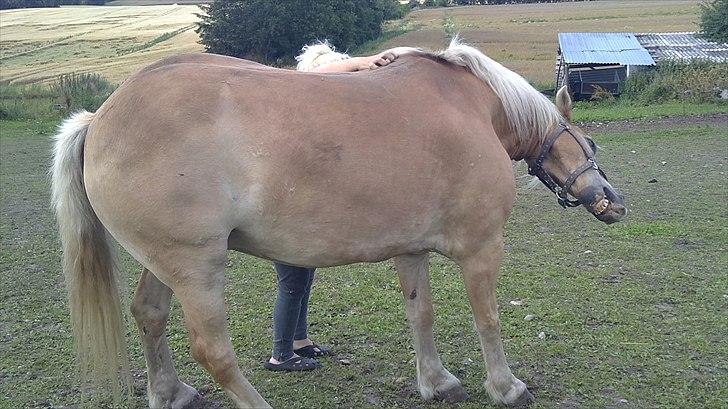 Haflinger Max billede 4