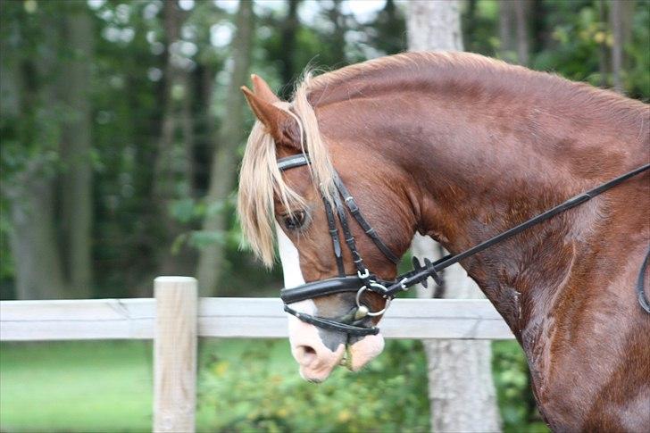 Welsh Cob (sec D) H-S Morning Star - Morning Star efterår 2010 billede 2