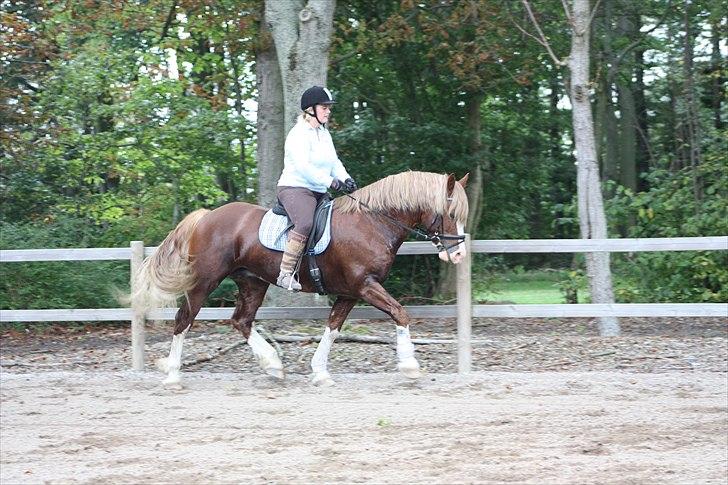 Welsh Cob (sec D) H-S Morning Star - Morning Star efterår 2010 billede 3