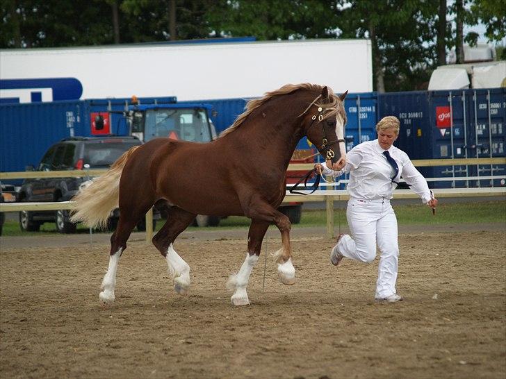 Welsh Cob (sec D) H-S Morning Star - Roskilde dyreskue 2009 billede 4