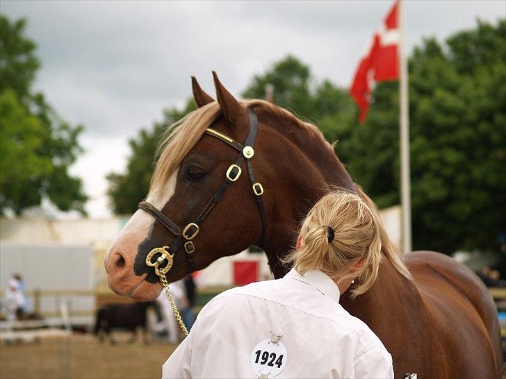 Welsh Cob (sec D) H-S Morning Star - Roskilde dyreskue 2009 billede 5