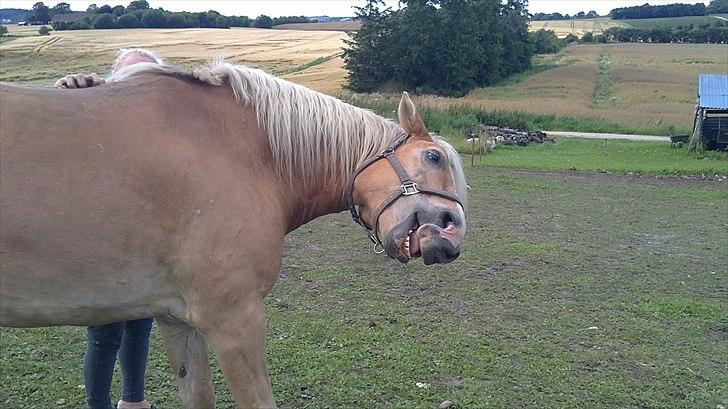 Haflinger Max billede 5