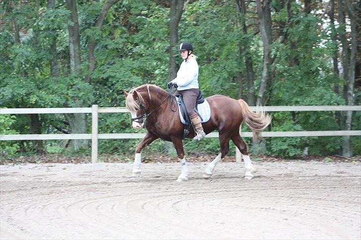 Welsh Cob (sec D) H-S Morning Star billede 6