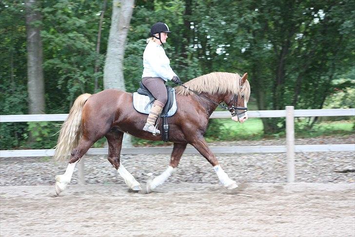 Welsh Cob (sec D) H-S Morning Star billede 7