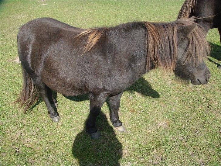 Shetlænder Savanna   - smukke savanna en sommer dag :) billede 9