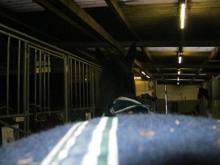 Anden særlig race Sheila  - øhh. . . numse billede 12