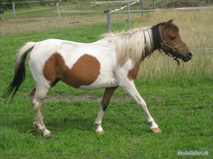 Anden særlig race Pretty<'3 - SOLGT - Hjerte Dame - Prettys mor billede 11