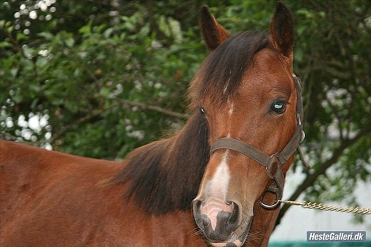 Anden særlig race Pretty<'3 - SOLGT - Prettys føl - Lucky billede 12