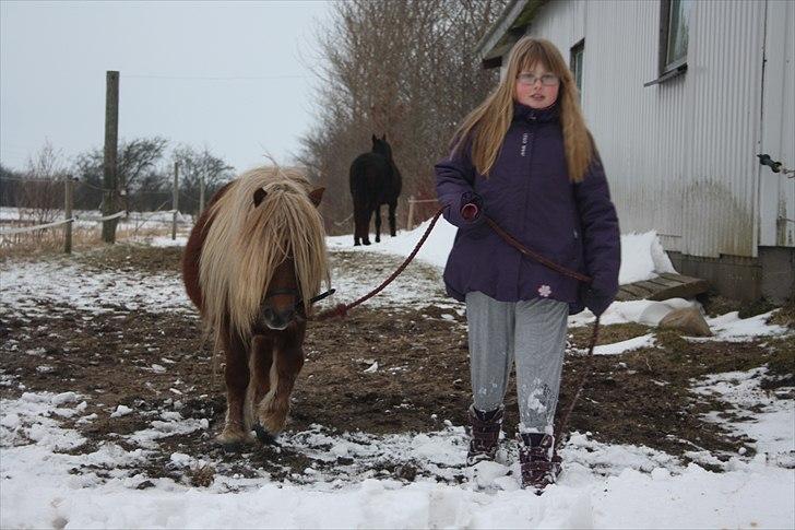 Shetlænder Vestbjergs Top billede 9