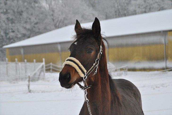 Dansk Varmblod Vorks Royal Treasure - Nårh er han ikke bare sød?? billede 1