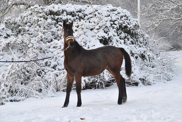 Dansk Varmblod Vorks Royal Treasure - han er bare lækker!! billede 2