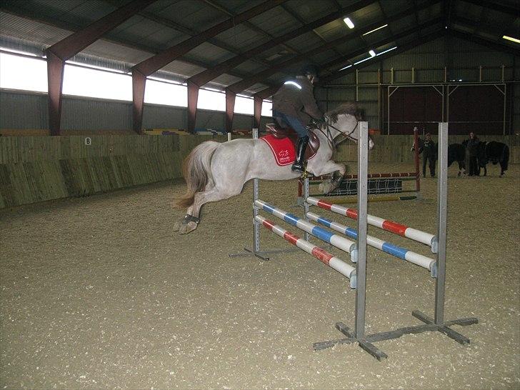 Welsh Pony (sec B) Amanda's Elvera - springer i ridehuset. vera du springer fantasik billede 9