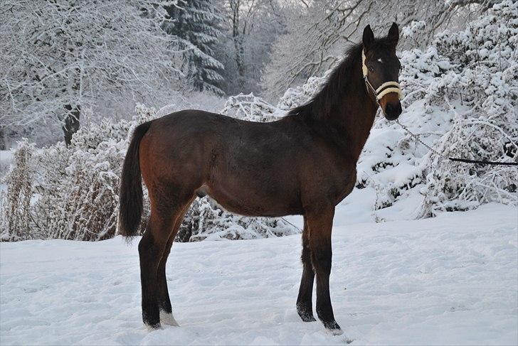 Dansk Varmblod Vorks Royal Treasure billede 3