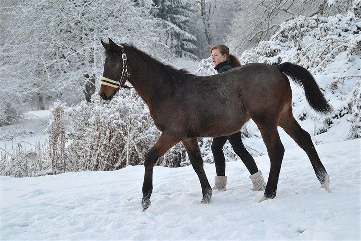Dansk Varmblod Vorks Royal Treasure - "nu gider jeg ikke mere, så jeg går bare" billede 4
