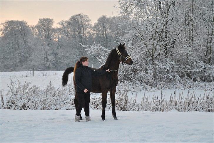 Dansk Varmblod Vorks Royal Treasure billede 5