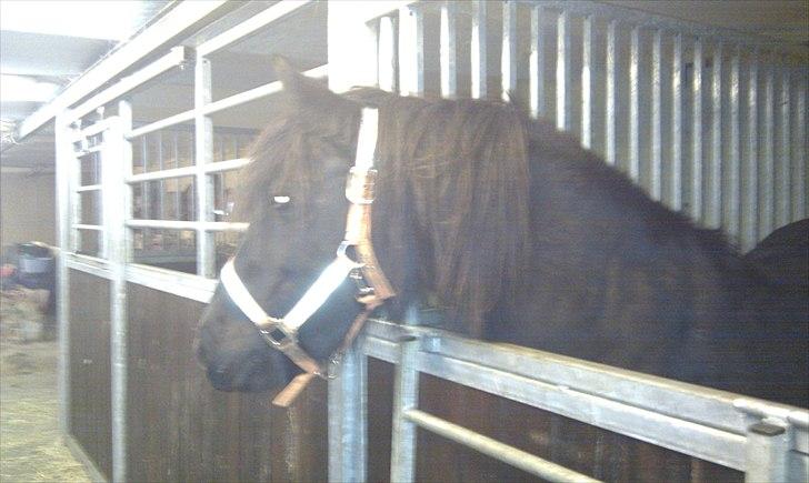 Fell pony Hedwich vh Westerkwartier billede 5