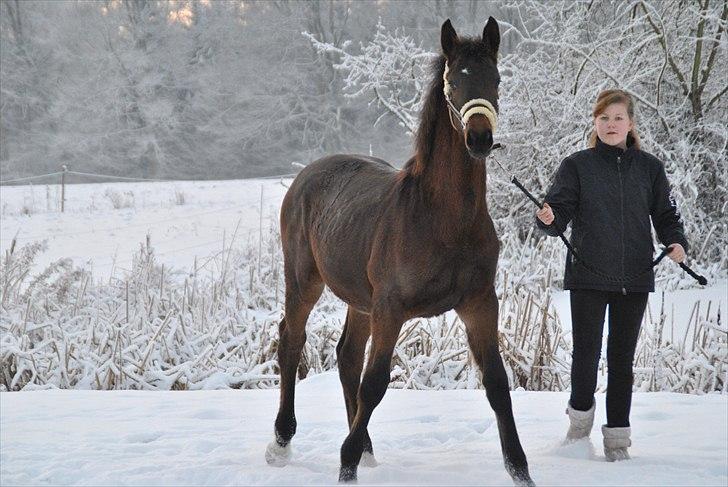 Dansk Varmblod Vorks Royal Treasure billede 6