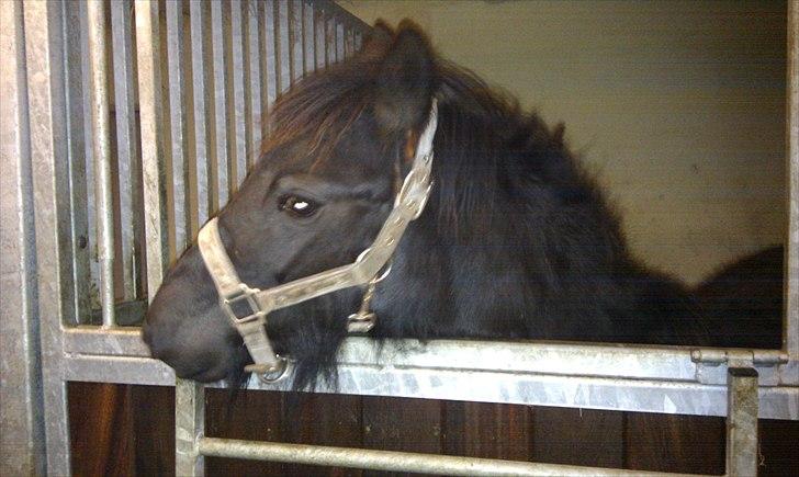 Fell pony Møllegårdens B. Princess billede 8