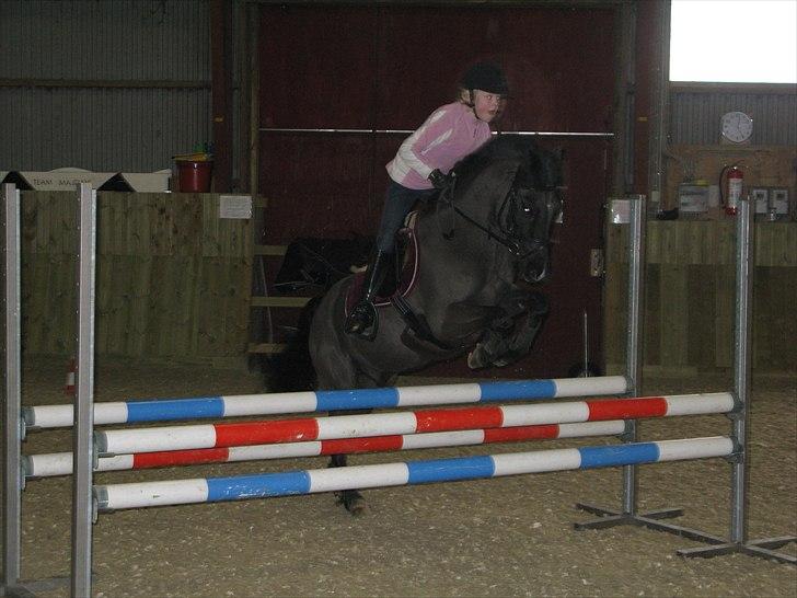 Anden særlig race Engtoft's Black Jack (solgt & savnet) - du springer alt hvad jeg beder dig om  billede 8