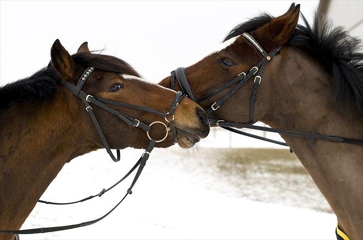 New Forest Mastwood Honeymoon - Master og Kalarari den. 17/2- 2011 billede 5