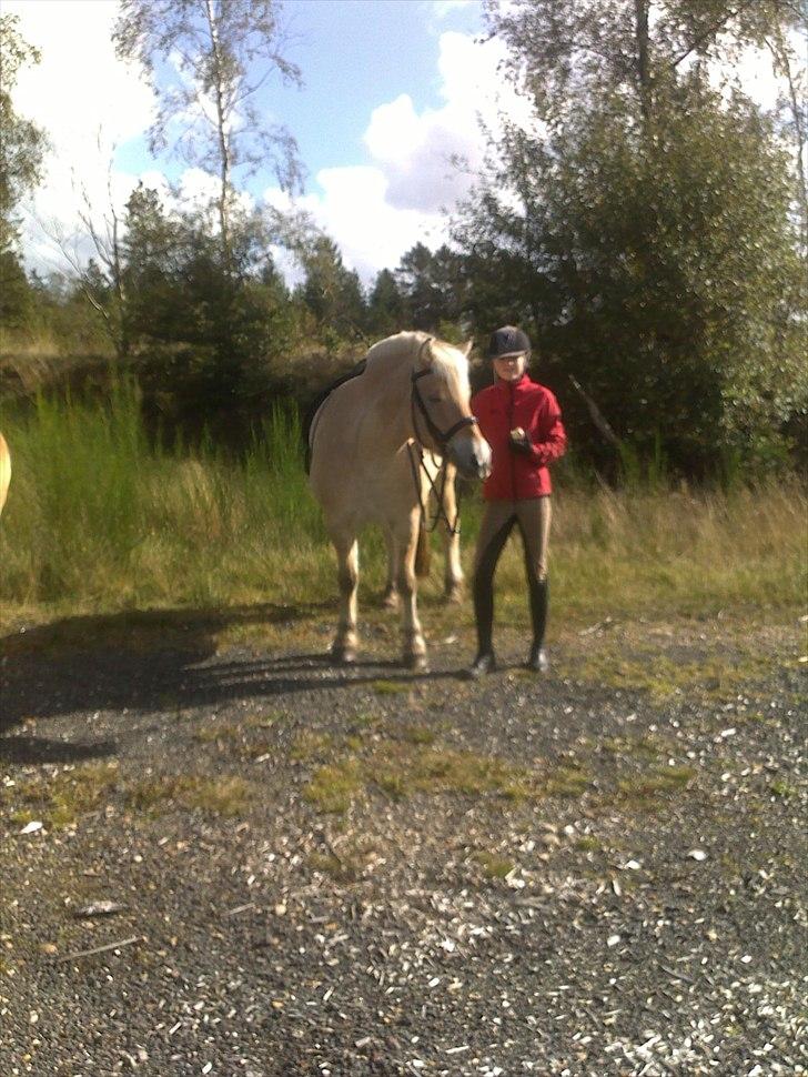 Fjordhest Ceres Mørk. (GL. part) - En tur på heden (spise pause) :-D billede 16