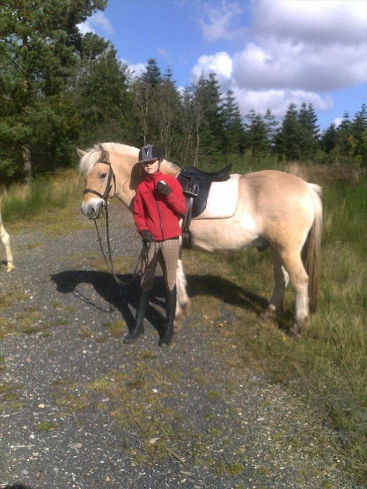 Fjordhest Ceres Mørk. (GL. part) - En tur på heden (spise pause) :-D billede 17