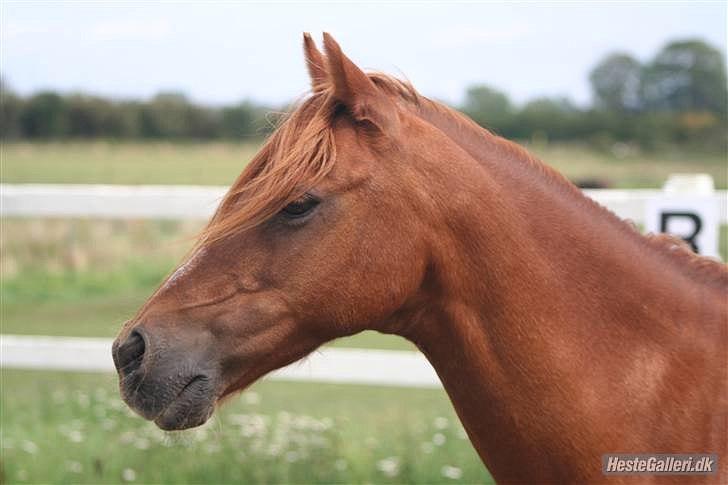 DSP Attila , tidligere passer billede 15