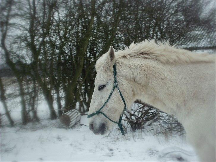 Anden særlig race † Sirbastian *soulmate* R.I.P † - den danske vinter ER hård!  billede 12