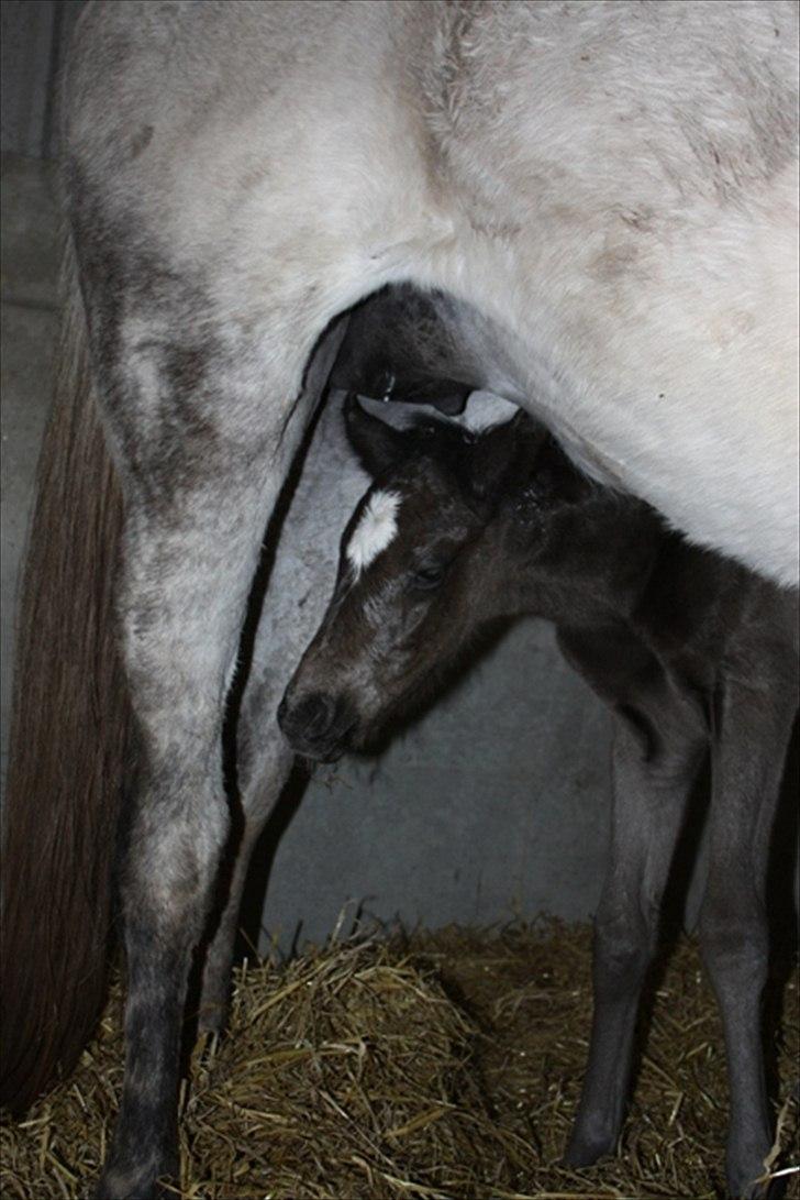 Trakehner Elvira Madigan - - Sommer 2009, hos tidligere ejer. billede 20