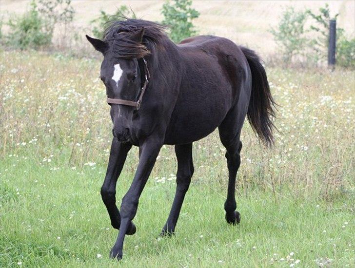 Trakehner Elvira Madigan - - Sommer 2010, hos tidligere ejer. billede 19