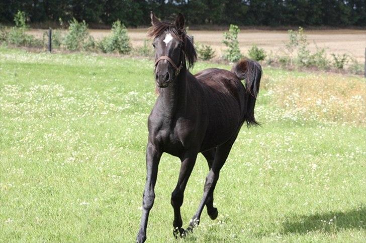 Trakehner Elvira Madigan - - Sommer 2010, hos tidligere ejer. billede 18