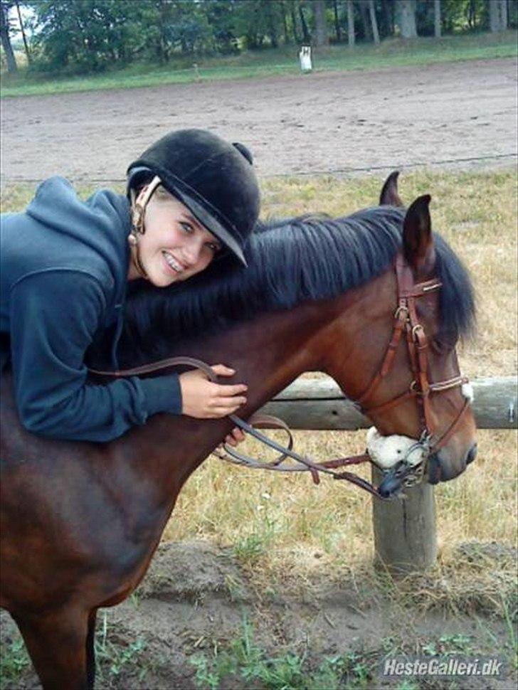 Hollandsk Sportspony Topgun - topgun med smukke anne mette hornstruo, tidliger låner billede 15