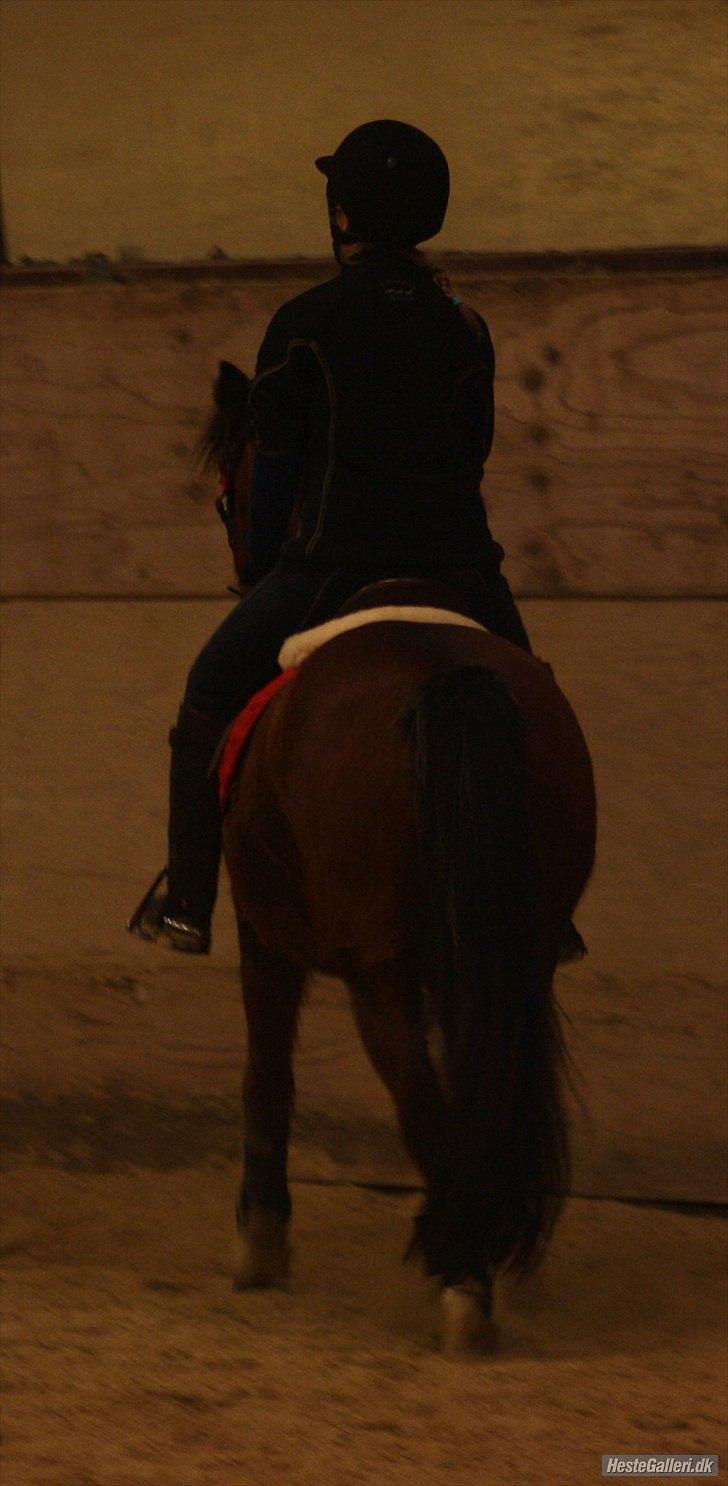 Welsh Partbred (Sec F) Cookie - FOTO: Team Gadehøj - Dressur efter flere uger uden ridning. :´D billede 14