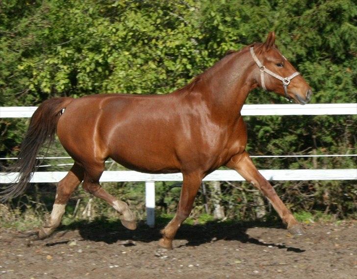 Anden særlig race Hope billede 11