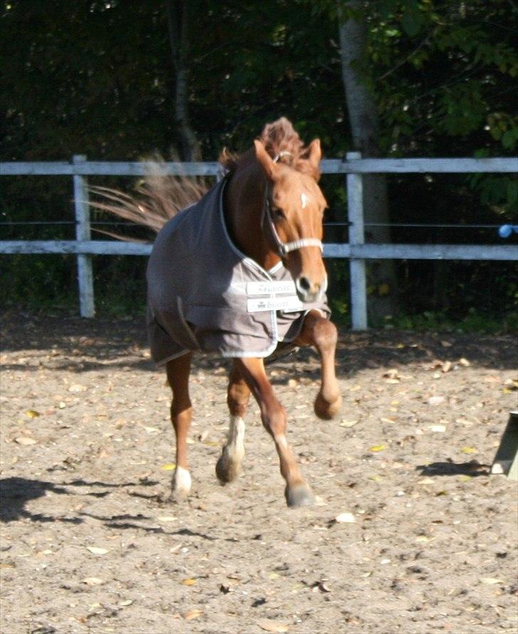 Anden særlig race Hope billede 12