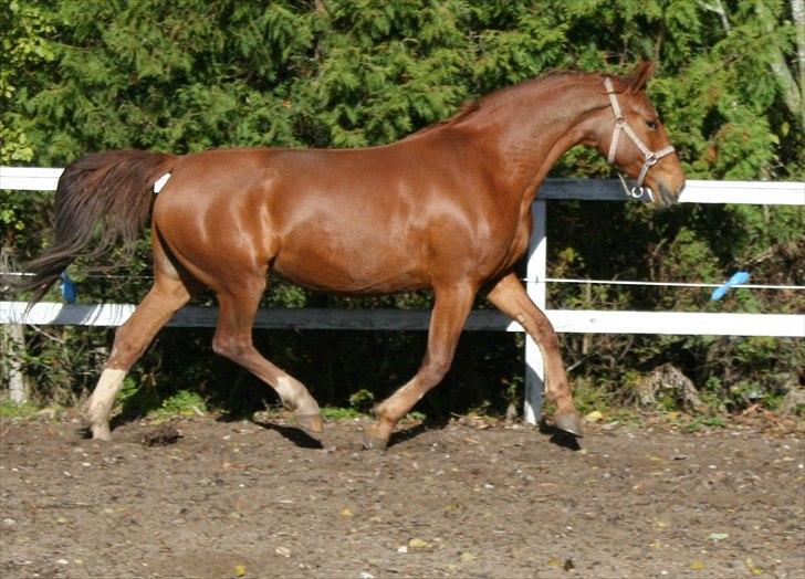 Anden særlig race Hope billede 13