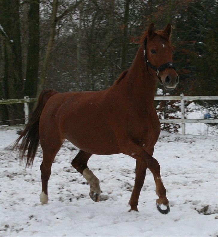 Anden særlig race Hope billede 14